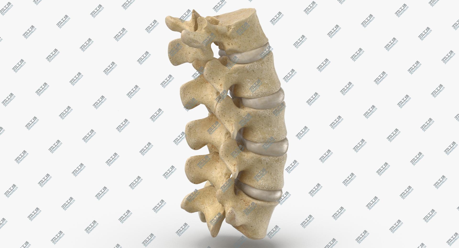 images/goods_img/202105071/Real Human Lumbar Vertebrae L1 to L5 Bones With Intervertibral Disks 01 model/5.jpg